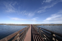 Bolsa Chica Wildlife Preserve